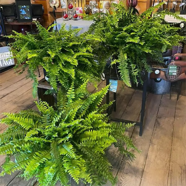 🌿UV Resistant Lifelike Artificial Boston Fern– Stay Green All Year!