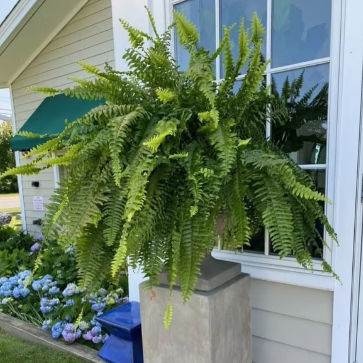 🌿UV Resistant Lifelike Artificial Boston Fern– Stay Green All Year!