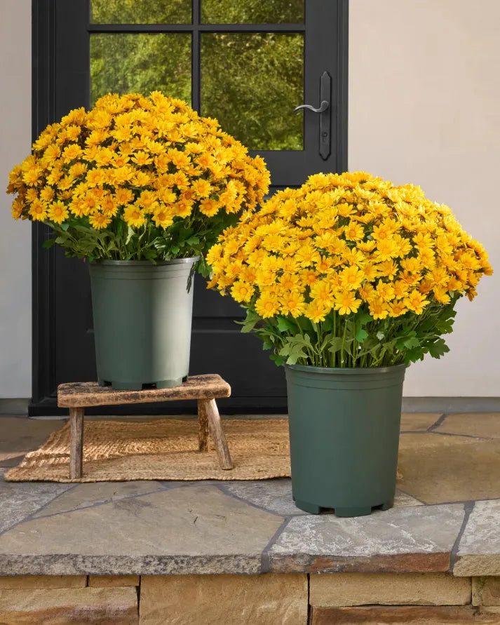 Artificial Outdoor Sunset Mums Flowers - Waterproof, Windproof