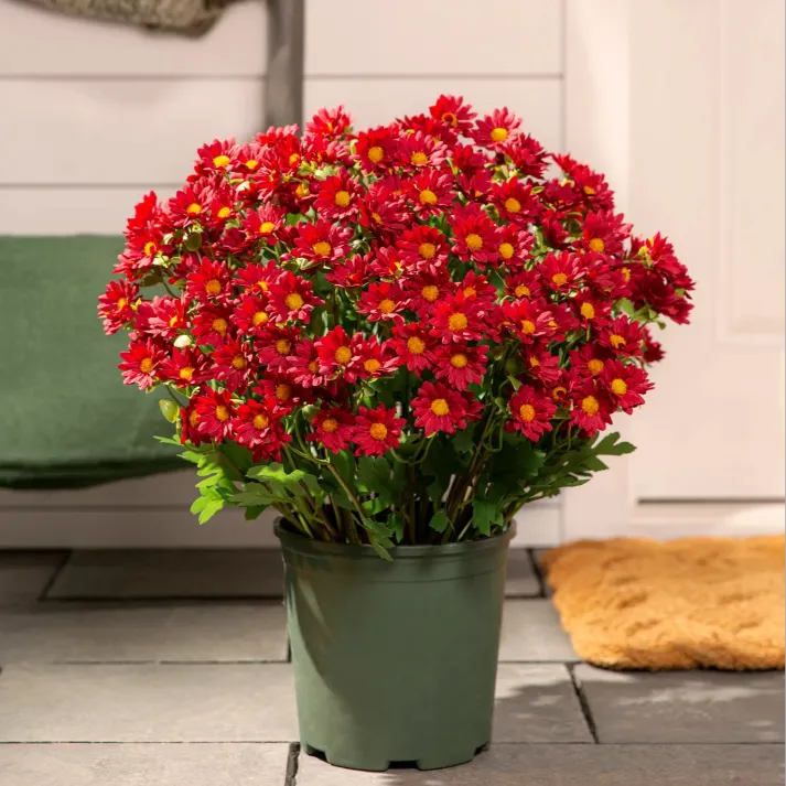 Artificial Outdoor Sunset Mums Flowers - Waterproof, Windproof