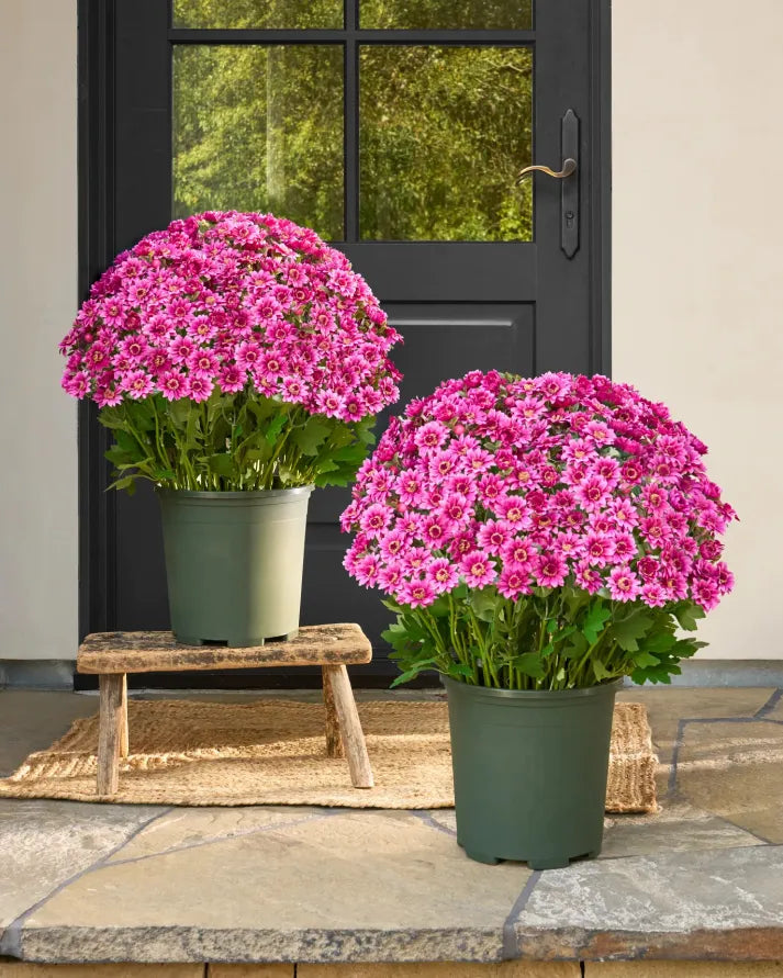 Artificial Outdoor Sunset Mums Flowers - Waterproof, Windproof