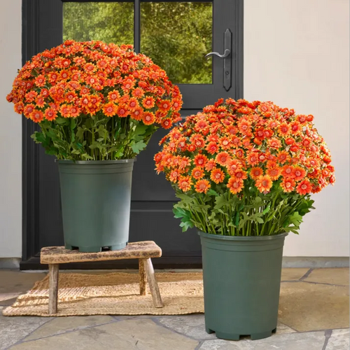 Artificial Outdoor Sunset Mums Flowers - Waterproof, Windproof