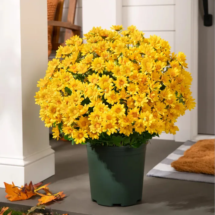 Artificial Outdoor Sunset Mums Flowers - Waterproof, Windproof