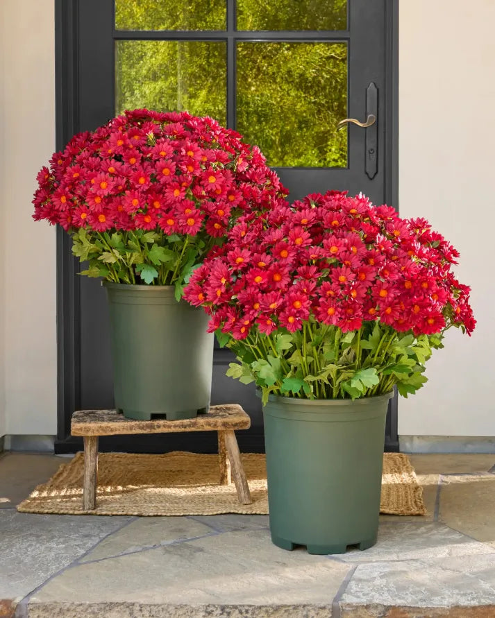 Artificial Outdoor Sunset Mums Flowers - Waterproof, Windproof