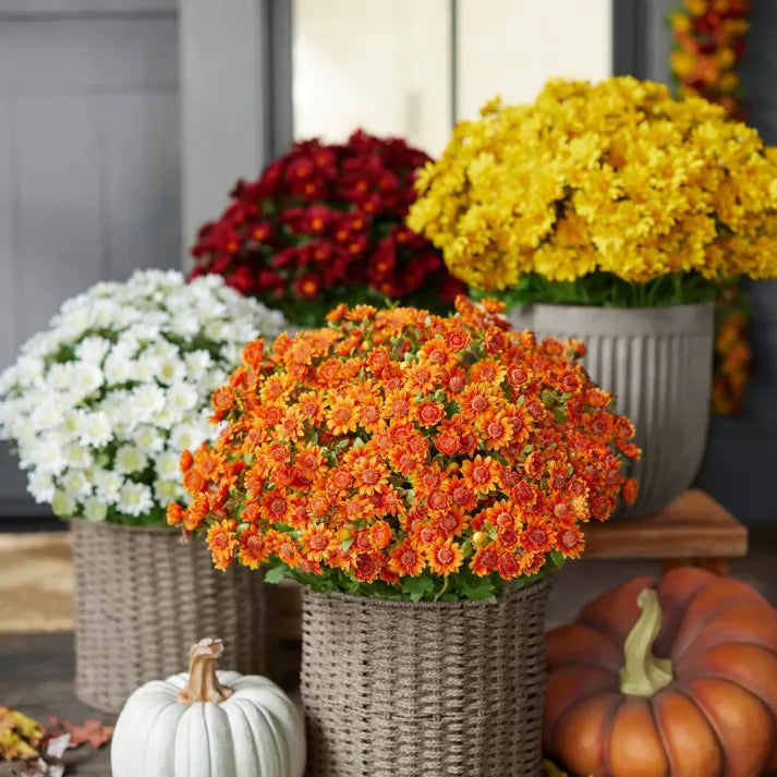 Artificial Outdoor Sunset Mums Flowers - Waterproof, Windproof