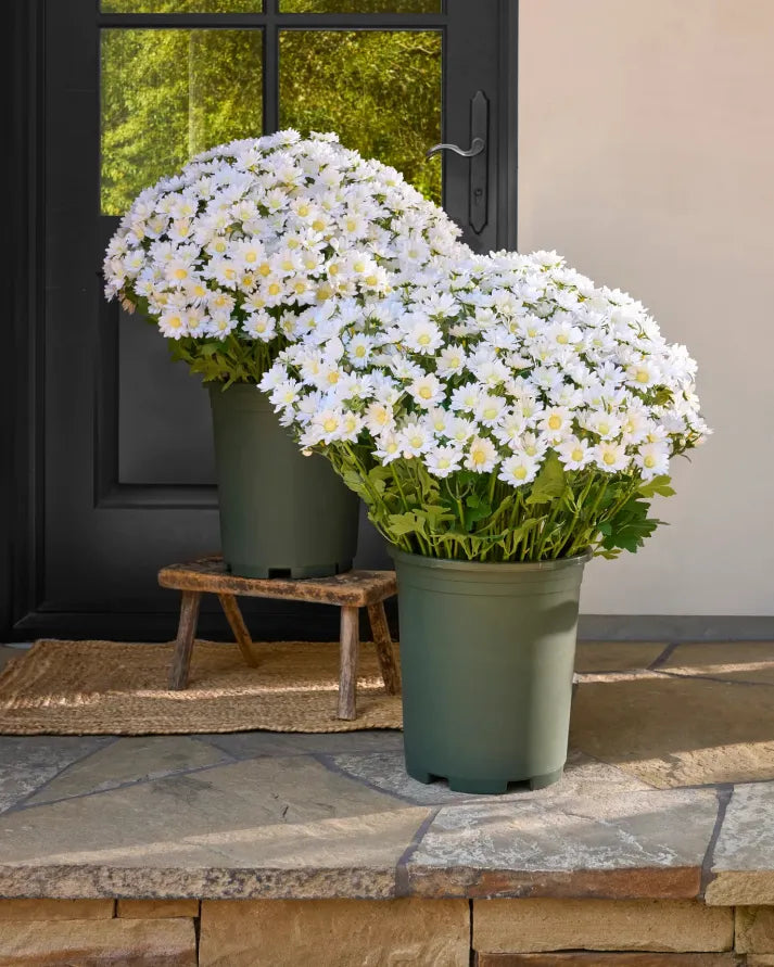 Artificial Outdoor Sunset Mums Flowers -  Waterproof, Windproof